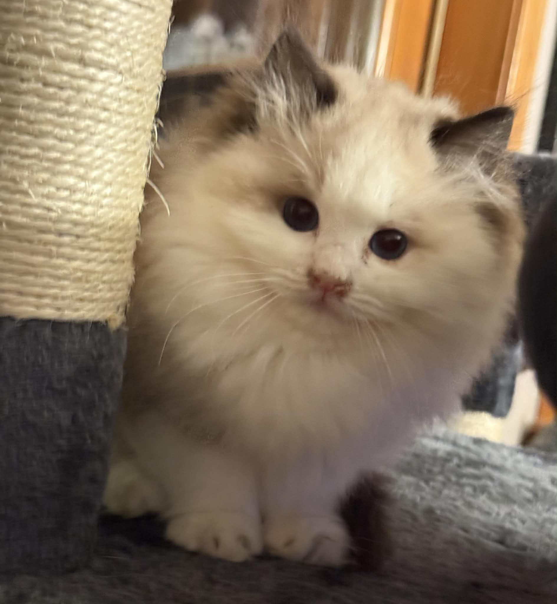 Closeup Seal Bi-Colored Male.